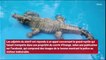 Une femme en Floride trouve un alligator nageant dans sa piscine !