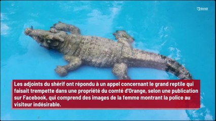 Une femme en Floride trouve un alligator nageant dans sa piscine !