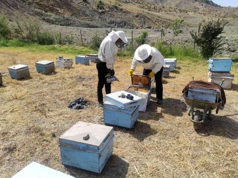 Batman ekonomi haberi... Batman'da kara kovan bal üreticileri hasada başladı