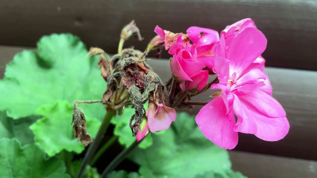 Gardening Matters: Water saving tips and hedge trimming