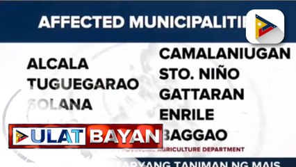 Higit 17-K ektaryang taniman ng mais sa Cagayan, napinsala ng Bagyong Florita