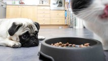 Haustierfrage: Dürfen Hunde Katzenfutter fressen?