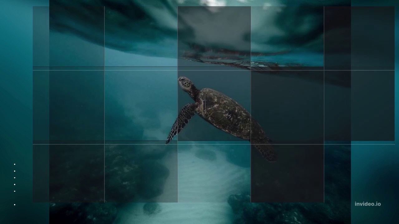 5. Interesting facts about turtles