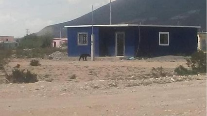 Des habitants tuent un ourson qui s’approchait de leur village, les images insoutenables révélées