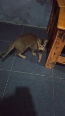 Pika lagi bermain dengan coro