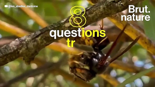 8 questions très simples sur le frelon asiatique