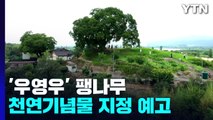 '우영우 팽나무' 천연기념물 지정 예고...주민들 