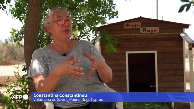 La vida perra de miles de canes abandonados en Chipre