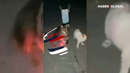 Hayatı boşveren kedi: ''Mental olarak böyleyim''