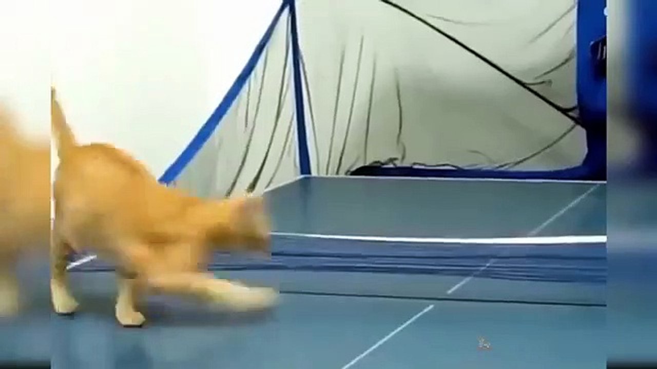 Хүүхдийн_муур_-_Хөөрхөн_хөгжилтэй_муурны_видеонууд 