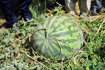 Diyarbakır haberleri | Diyarbakır'da 30 bin dekarda 121 ton karpuz hasadı