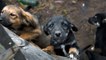 This mother dog’s desperate cries saved her and her seven puppies from near death in a landslide (VIDEO)