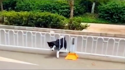 Baby Dogs - Cute and Funny Dog Videos Compilation_ Aww Animals