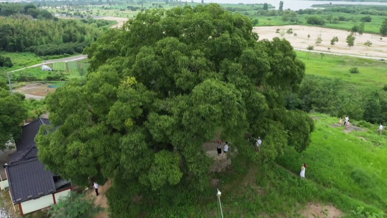 '우영우 팽나무' 천연기념물 된다...30일 지정 예고키로 / YTN