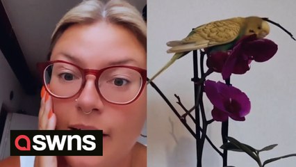 Woman shocked when random lost BUDGIE flew in through her fourth-floor flat window