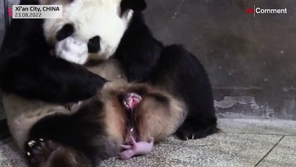 Giant panda gives birth to twin cubs in northwest China`s Shaanxi