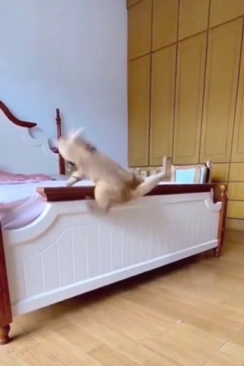 Funny cats video 2022  // funny pets animals // cute cats video