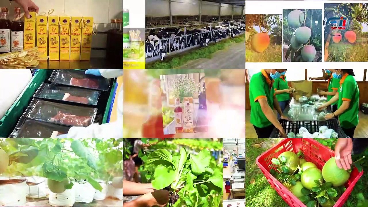 Cơ giới hoá trong nông nghiệp Tây Ninh (phần 2)