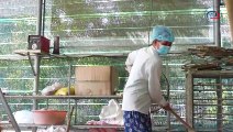 Nghề trồng nấm mối đen ở Tây Ninh (Phần 1)