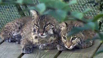Bobcat Kittens Meet For The First Time