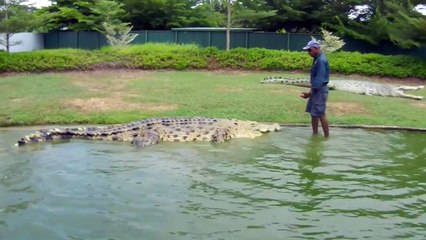 Il chevauche un crocodile de 5m de long... La classe