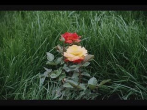 Zeki Müren - Ruyalarda Buluşuruz