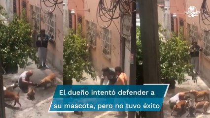 Vecinos captaron el momento exacto en que perros pitbull atacan a otro can