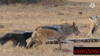 ਸ਼ੇਰ ਵੀ ਇਸ ਨੰਨੇ ਜਾਨਵਰ ਤੋ ਡਰਦਾ ਹੈ  _ Why Honey Badgers Are Immortal_ _ animal videoes _ wildlife _