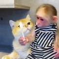 Maymun ile kedinin sevimli halleri