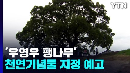 '우영우 팽나무' 천연기념물 지정 예고...주민들 "재산권 침해 우려" / YTN