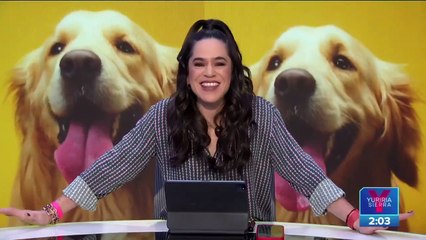 Sentencian a 10 años de cárcel al asesino de los perritos "Athos" y "Tango"