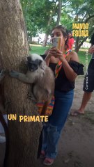 Conoce al tití gris, un primate endémico de Colombia