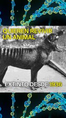 Científicos quieren resucitar al tigre de Tasmania