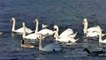 White Swans Ducks  Water | White Swan In Nature | White Bird Nature