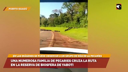 Una numerosa familia de pecaries cruza la ruta en la reserva de Biosfera de Yaboti