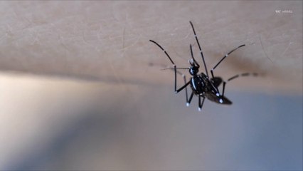 Why Do Some People Get Bit by Mosquitoes More Than Others?
