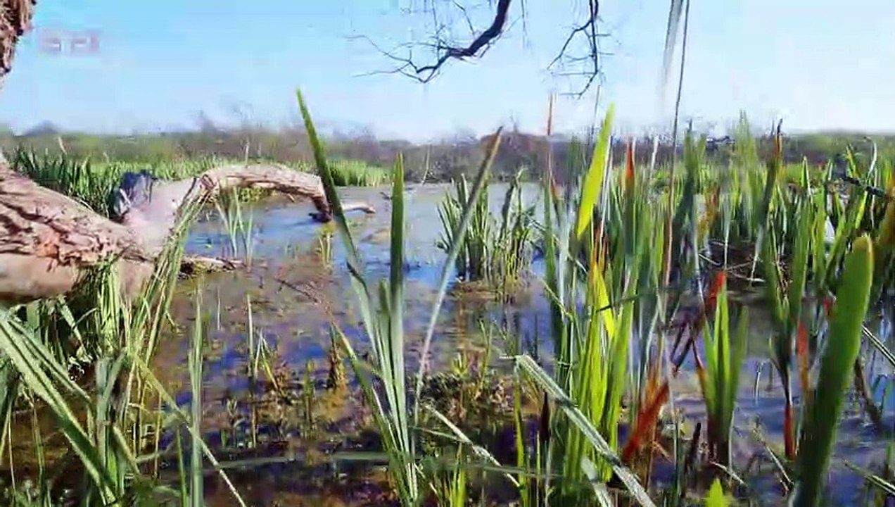Pantanal - Animais do Pantanal - Conheça esse incrível bioma brasileiro - Pantanal matogrossense