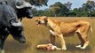 Angry Buffalo herd kills Lion cub in front of the mother, Wild Animals Attack