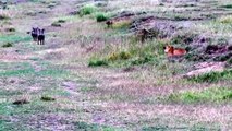 Angry Buffalo chases and kills Lion to save her baby, Wild Animals Attack