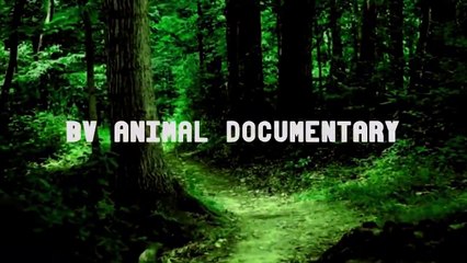 Mother Buffalo attacks Lion very hard to save her baby, Wild Animals Attack