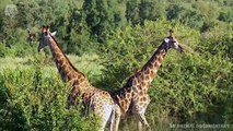 Mother Giraffe attacks Lion very hard to save her baby, Wild Animals Attack