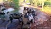 Hopeless Warthog attacks Wild Dog very hard to escape, Wild Animals Attack