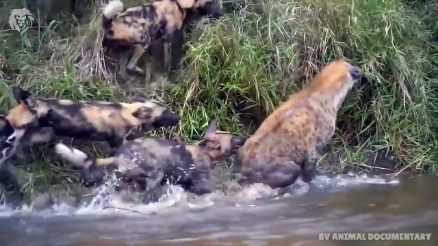 Lion chases and kills Wild Dogs who attack him, Wild Animals Attack
