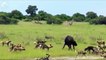 Mother Ostrich attacks Cheetah very hard to save her baby, Wild Animals Attack