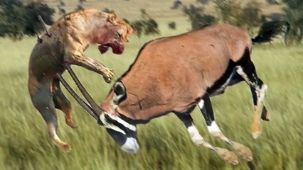 Oryx attacks Lion very hard to save her life, Wild Animals Attack