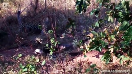 Python attacks Lion very hard, Wild Animals Attack