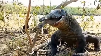Extreme fights Lion vs Crocodile near the river, Wild Animals Attack