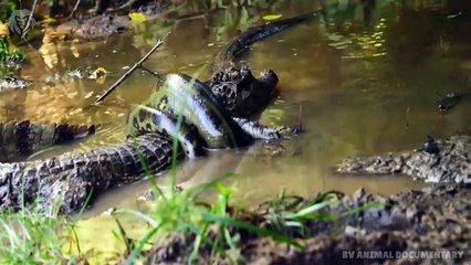 Extreme fight Crocodile vs Snake, Wild Animals Attack