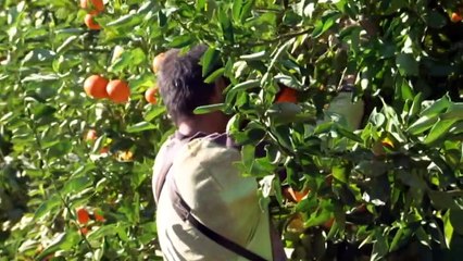 Nation's food producers call for priority at jobs summit