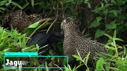 15 Times Predators Messed With The Wrong Prey